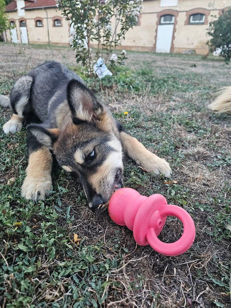 KONG Puppy Binkie