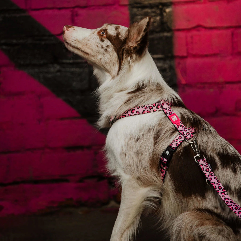 Laisse triple point Max & Molly Rose leopard