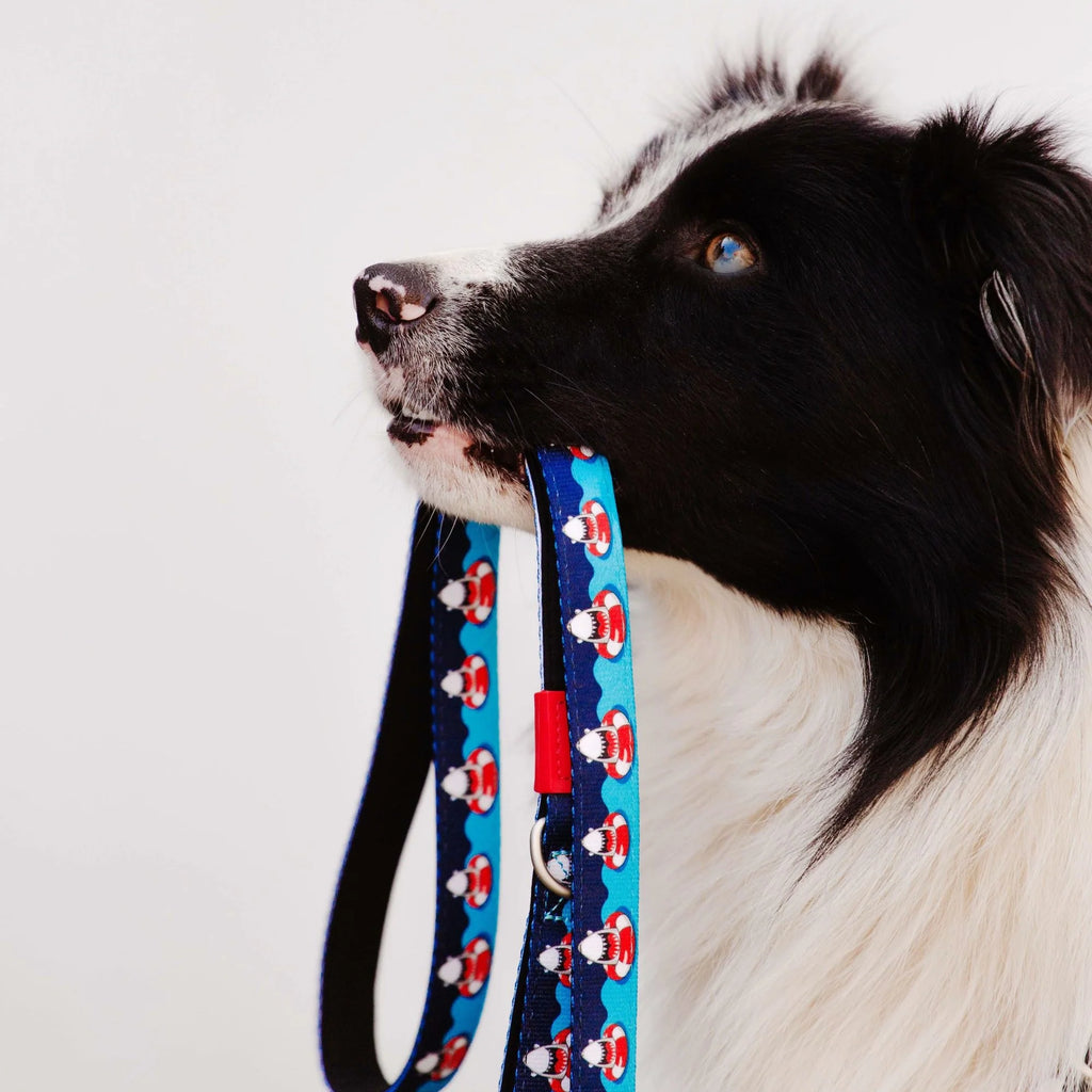 Laisse triple point Max & Molly requin