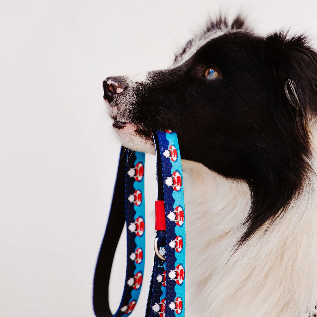 Laisse triple point Max & Molly requin