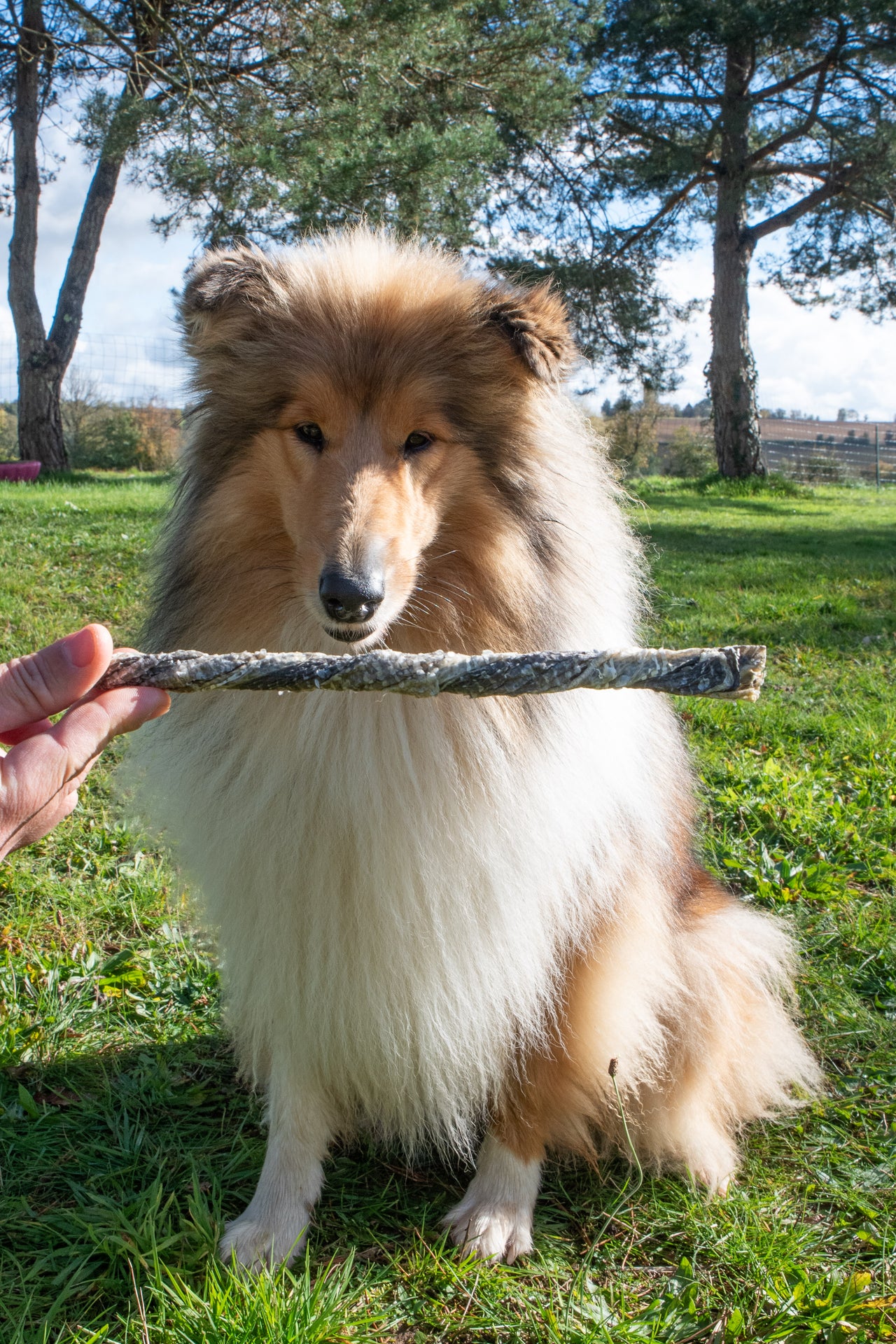 Bâtonnets de cabillaud tournés croustillants 150g