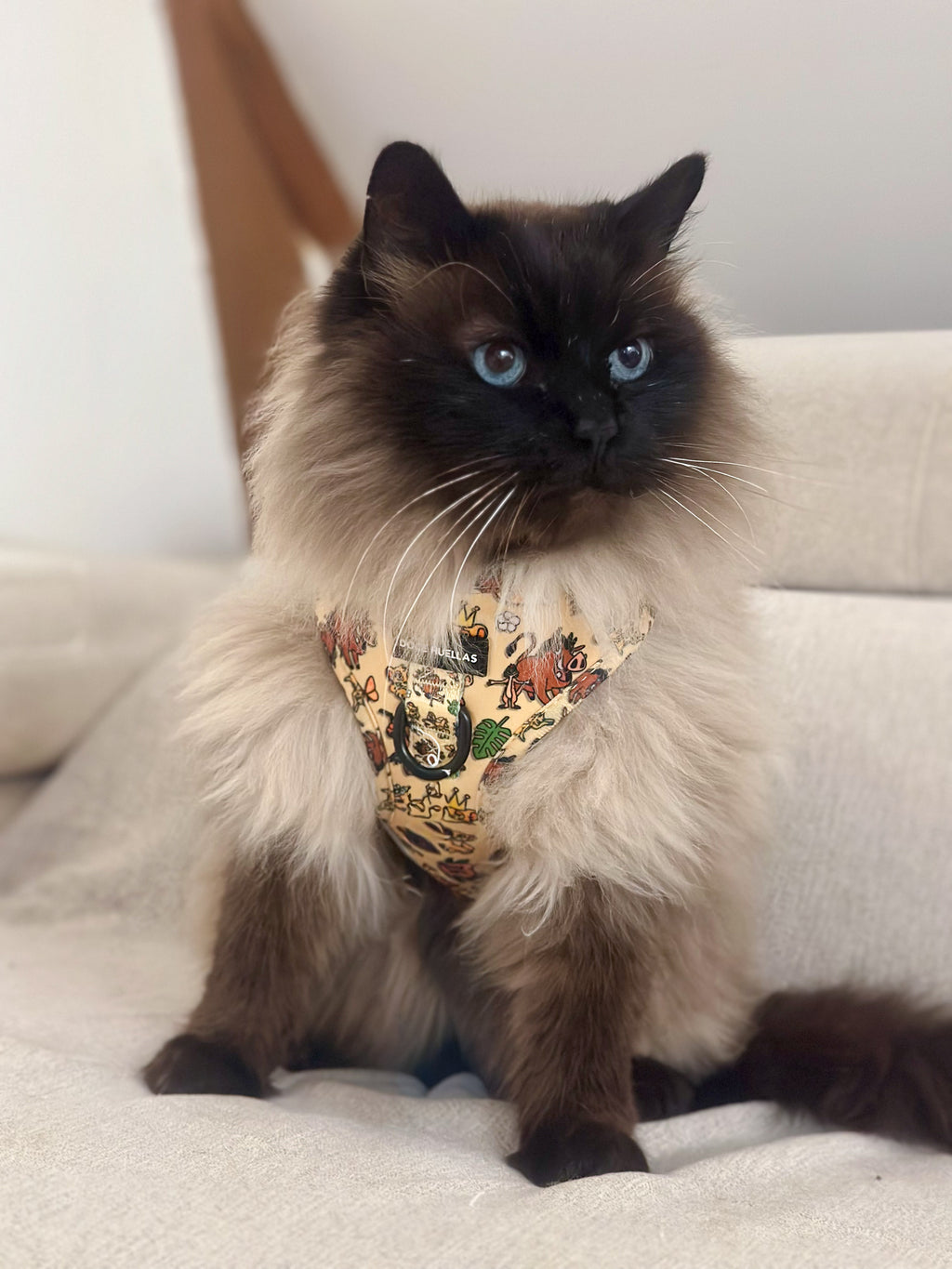 🦁 Harnais Ajustable pour chien – Édition spéciale “Hakuna Matata”