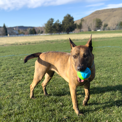 KONG Twistz High-Viz Ball