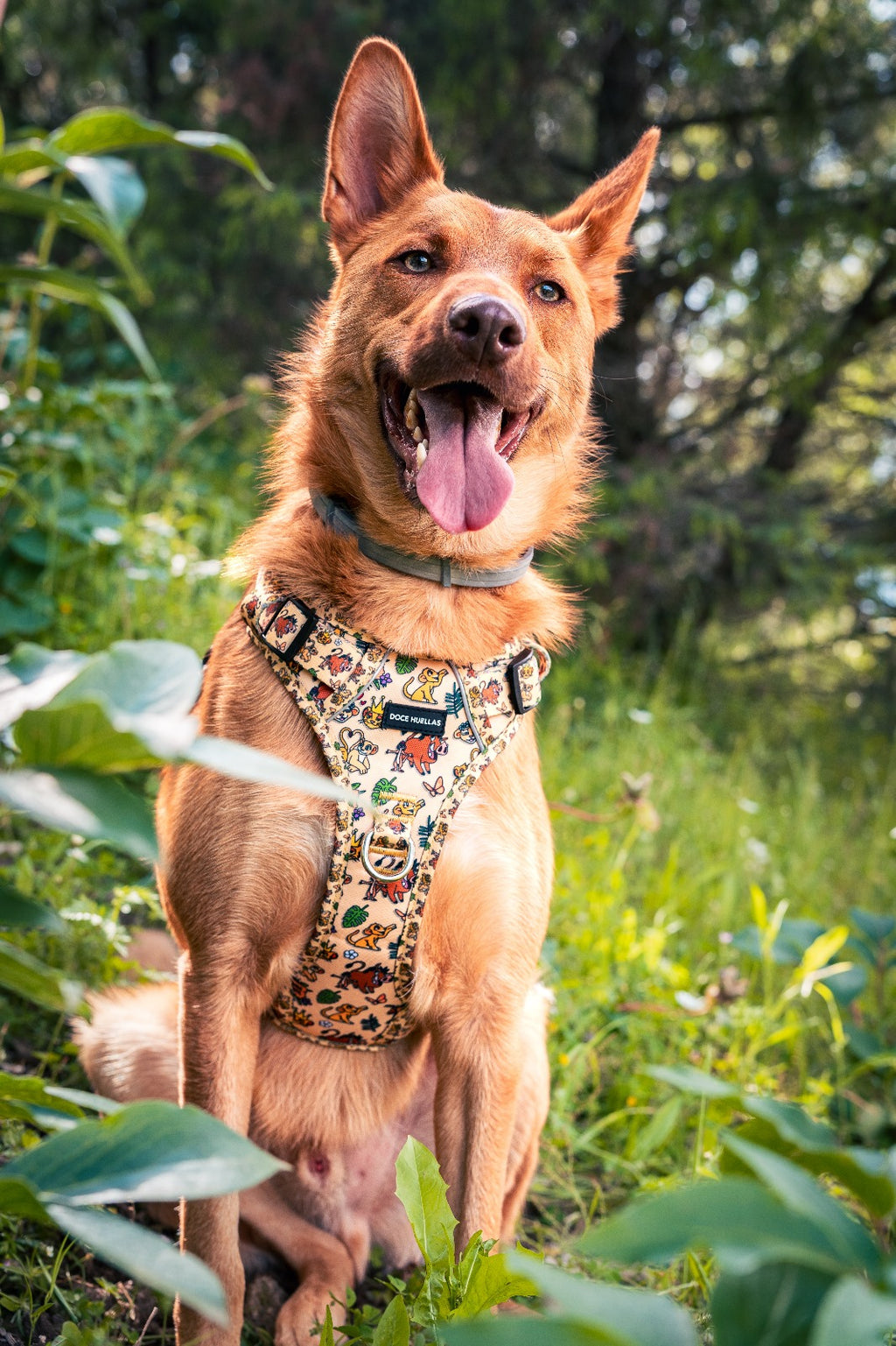 🦁 Harnais Force pour chien – Édition spéciale “Hakuna Matata”