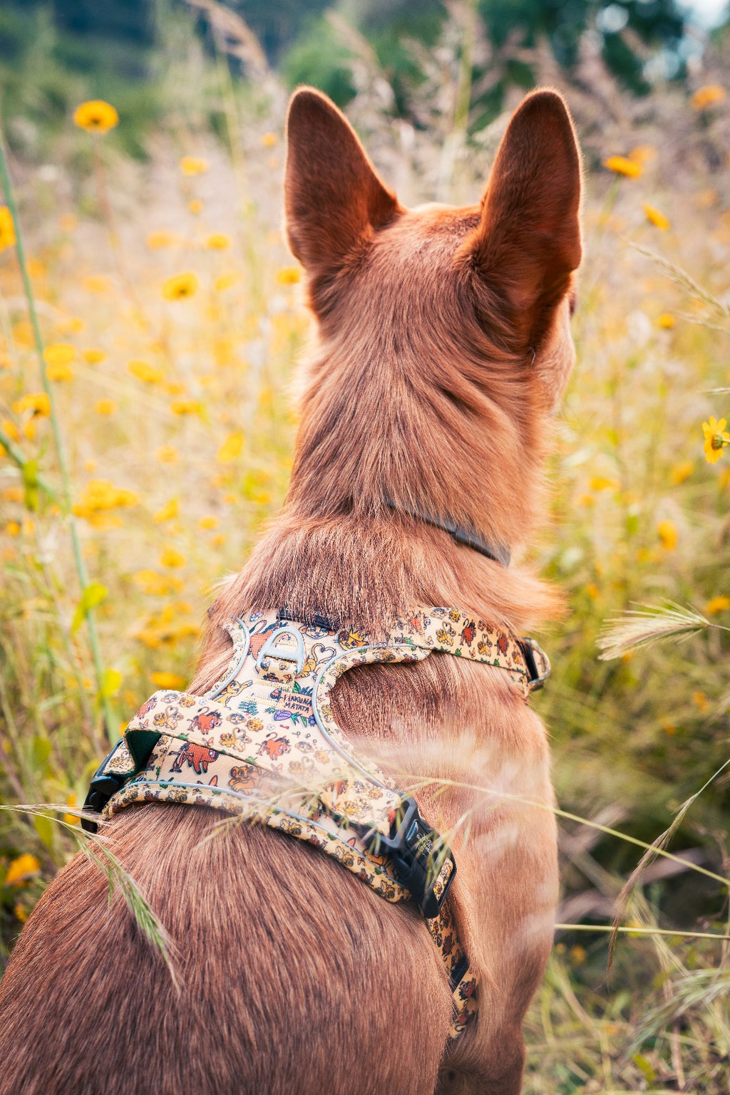 🦁 Harnais Force pour chien – Édition spéciale “Hakuna Matata”
