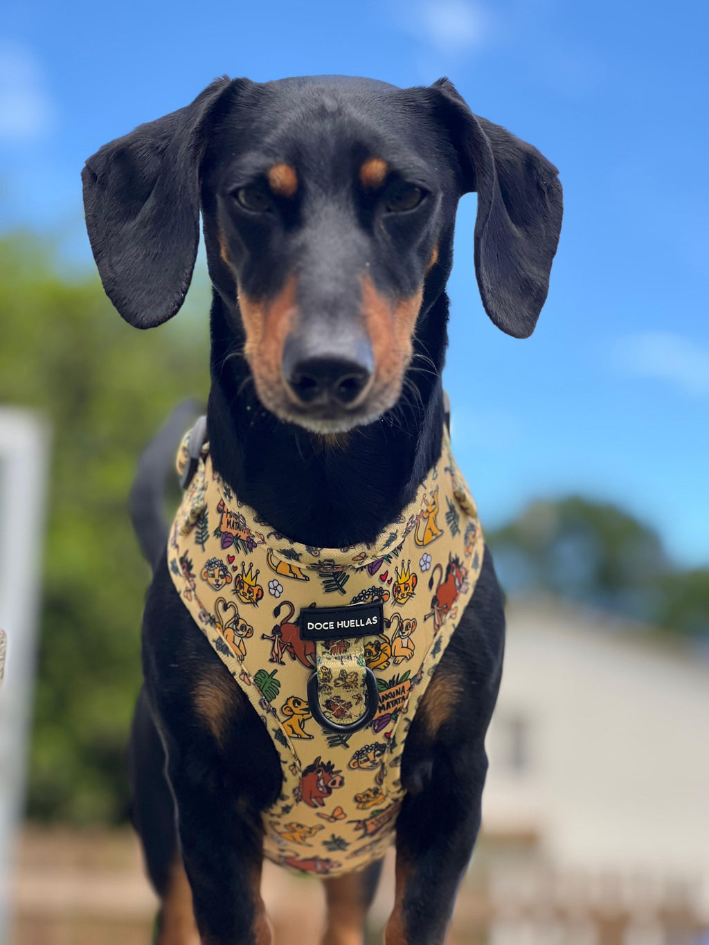 🦁 Harnais Ajustable pour chien – Édition spéciale “Hakuna Matata”