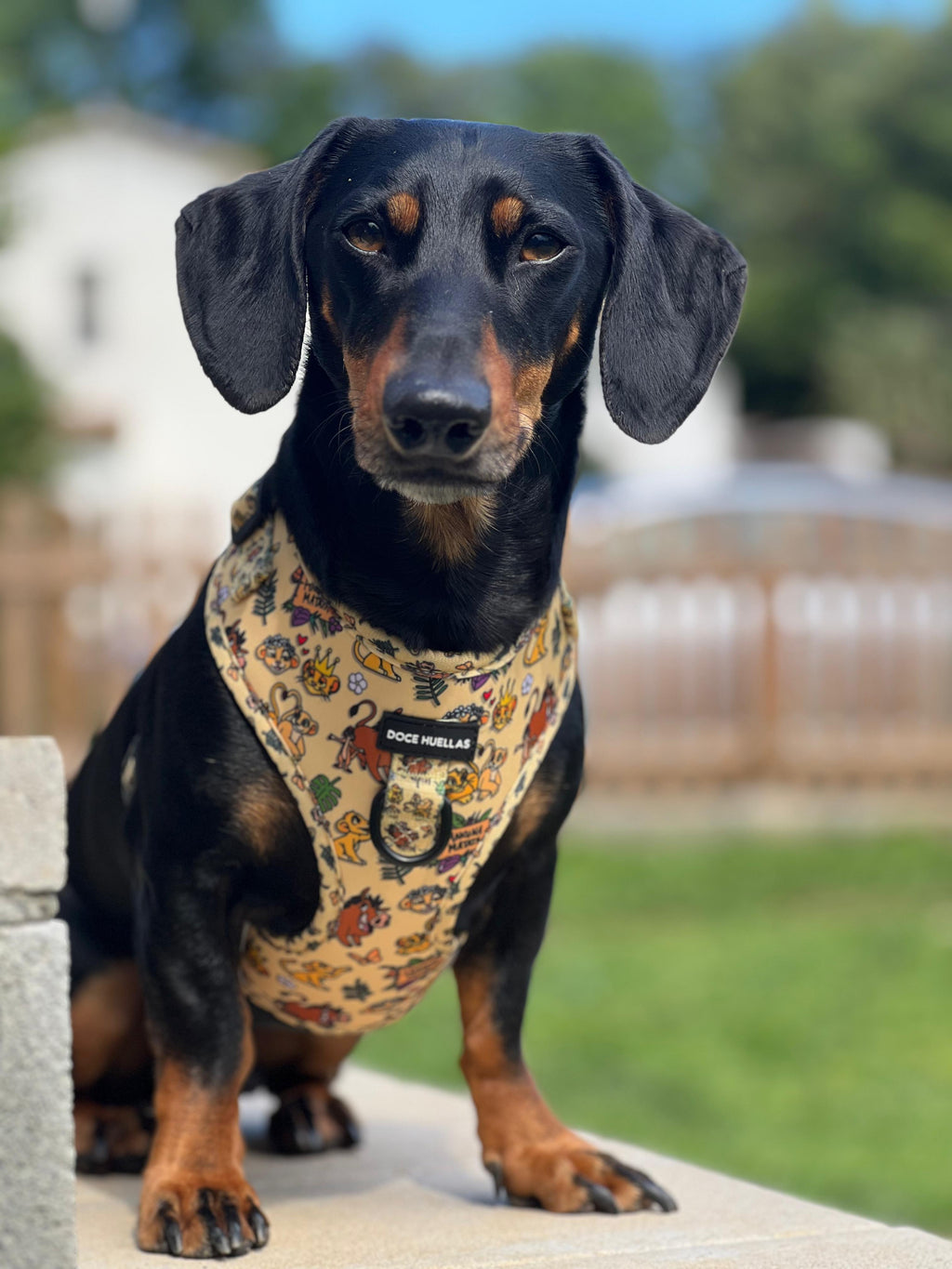 🦁 Harnais Ajustable pour chien – Édition spéciale “Hakuna Matata”