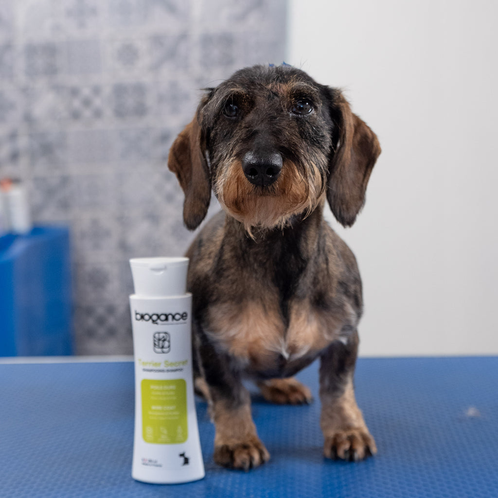 Shampooing poils durs Terrier Secret