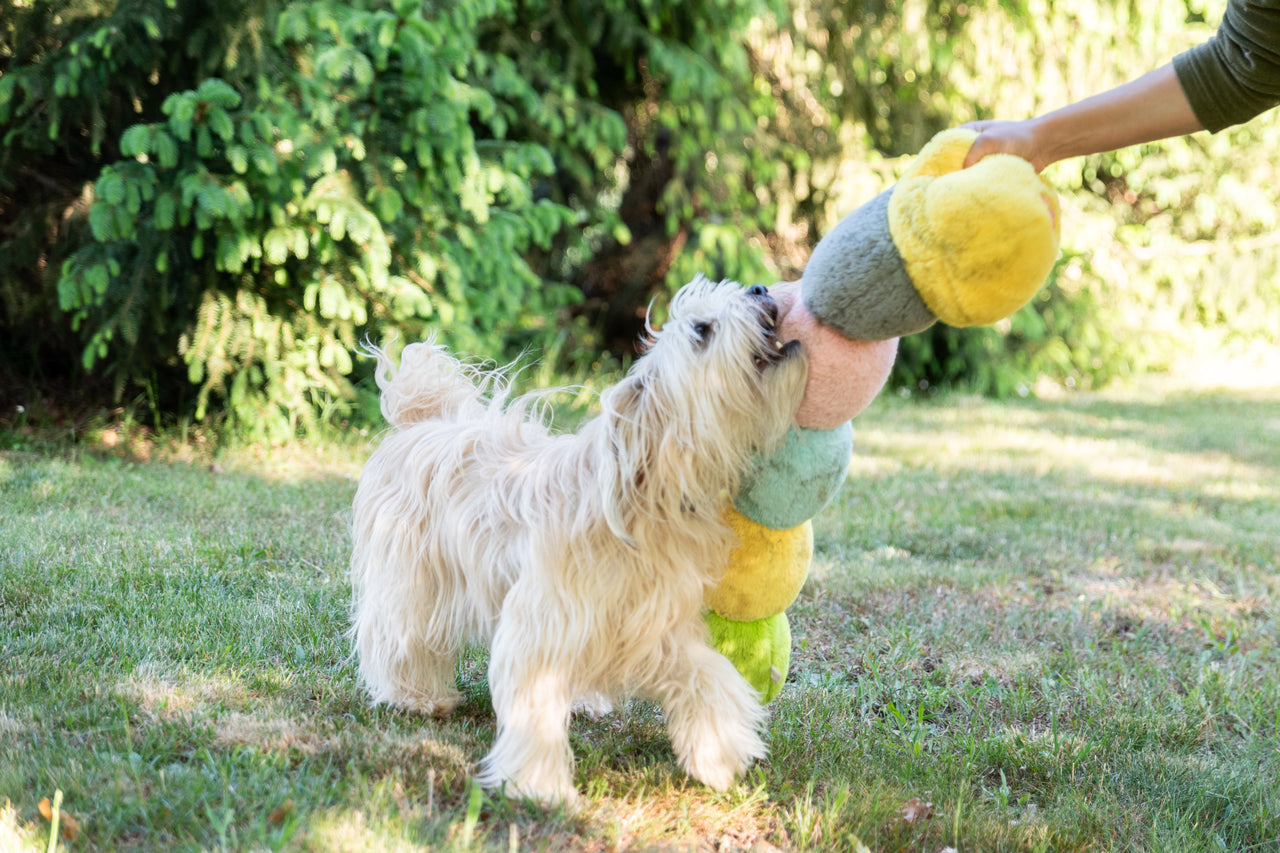 Jouet Peluche "Chenille Arc-en-Ciel" pour Chiens