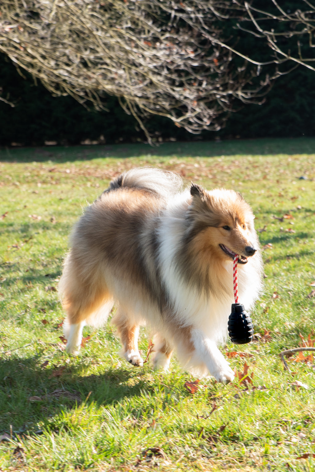USA-K9 Magnum Grenade -Noir Le Jouet Résistant pour Chiens Énergiques