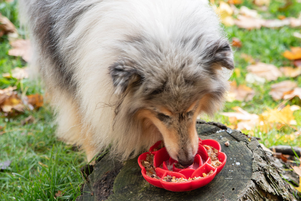 Gamelle Anti-Glouton en Forme de Rose