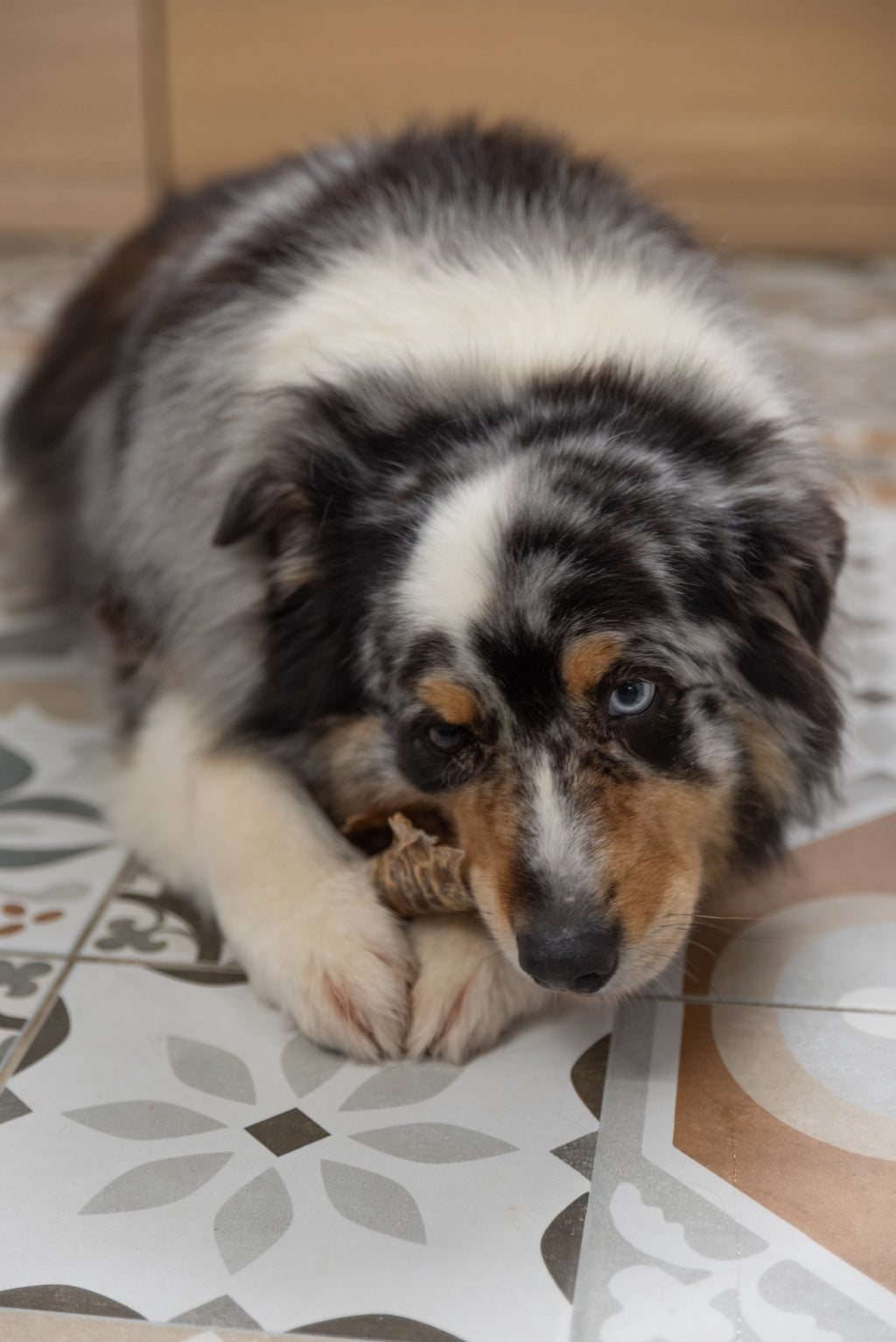 Trachée de bœuf 15 cm