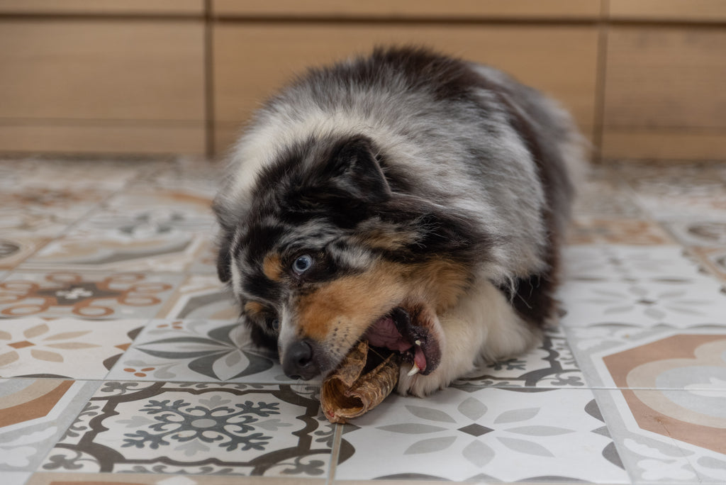 Trachée de bœuf 15 cm