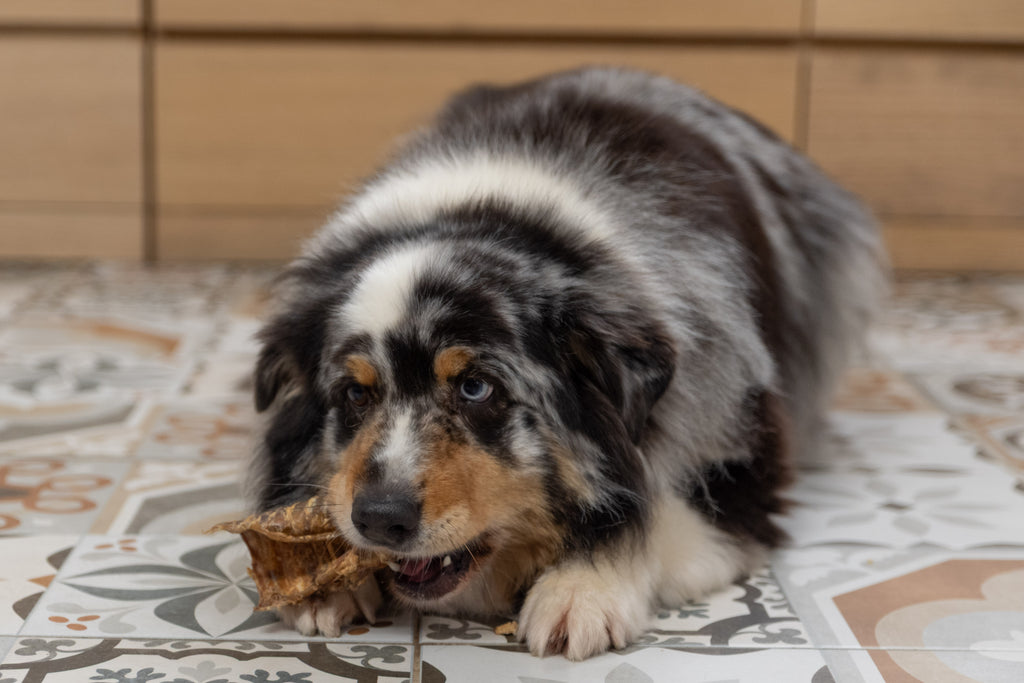 Trachée de bœuf 15 cm