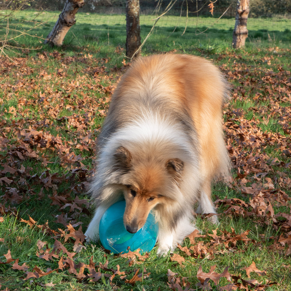 KONG Jumbler Ball