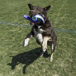 KONG Whirlz Throw