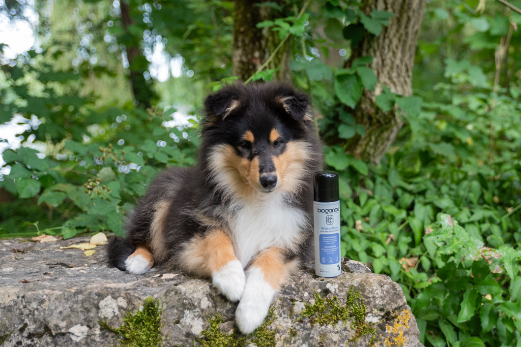 Shampooing sec chien Waterless
