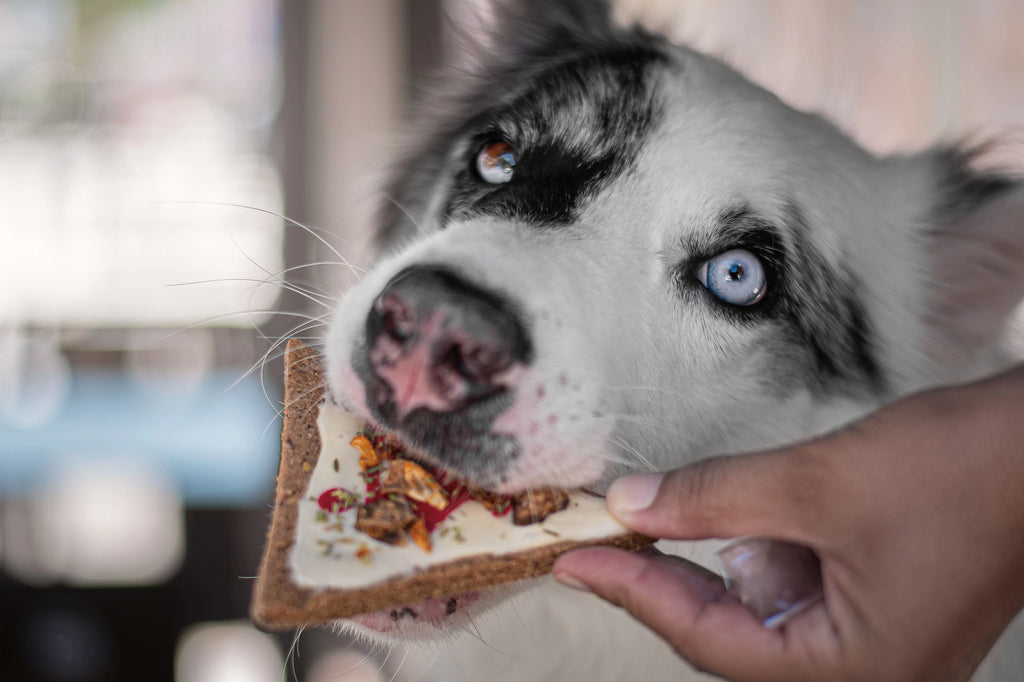 Pizza Doggie