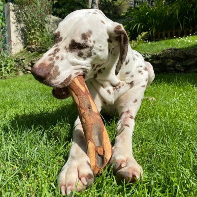 Bois d'olivier pour chien
