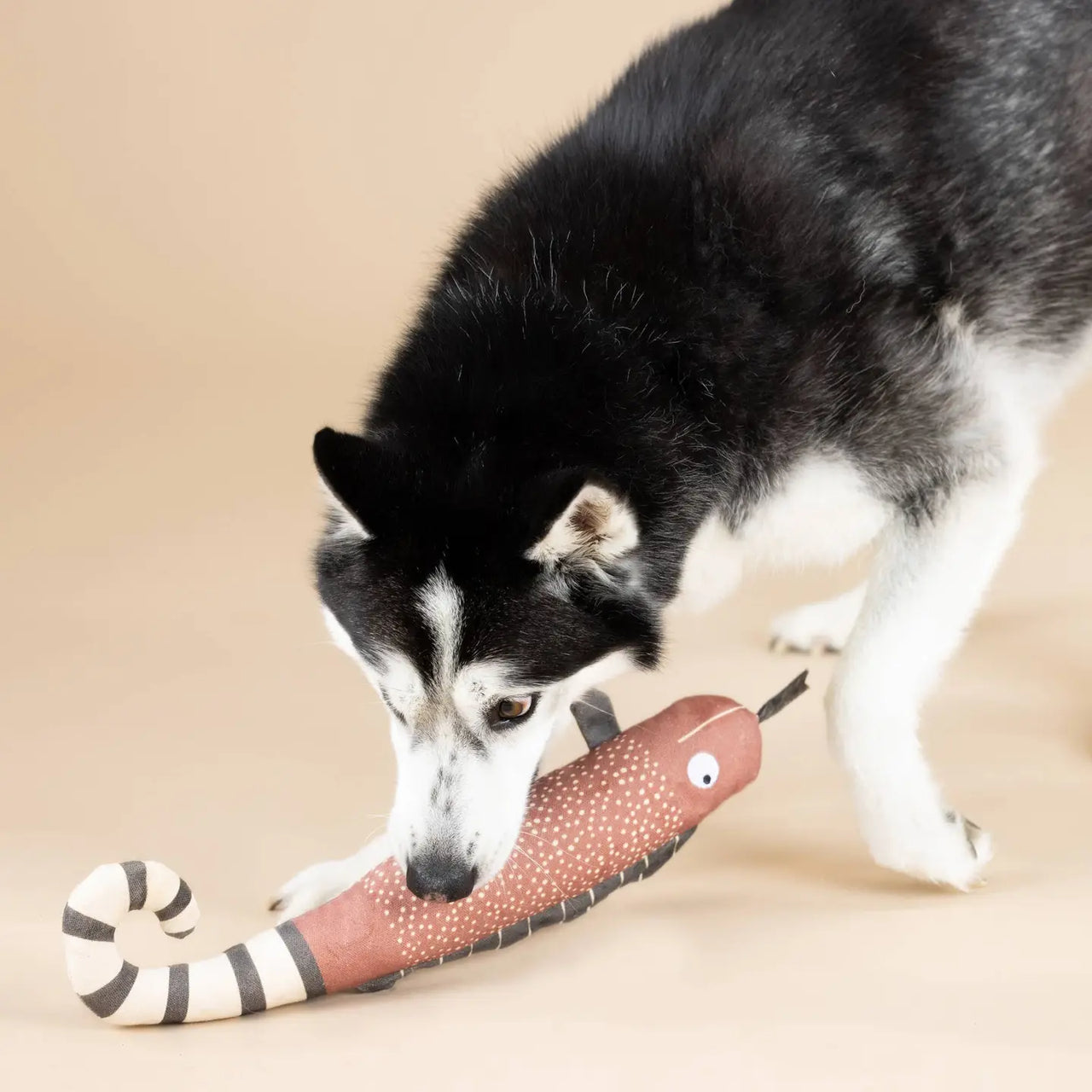 Jouet Pour chien squeaker "One in a chameleon"