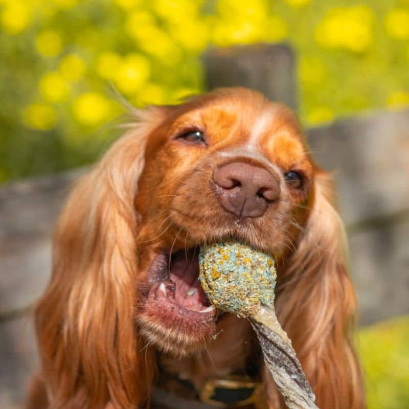 Lollipop au morue et dinde
