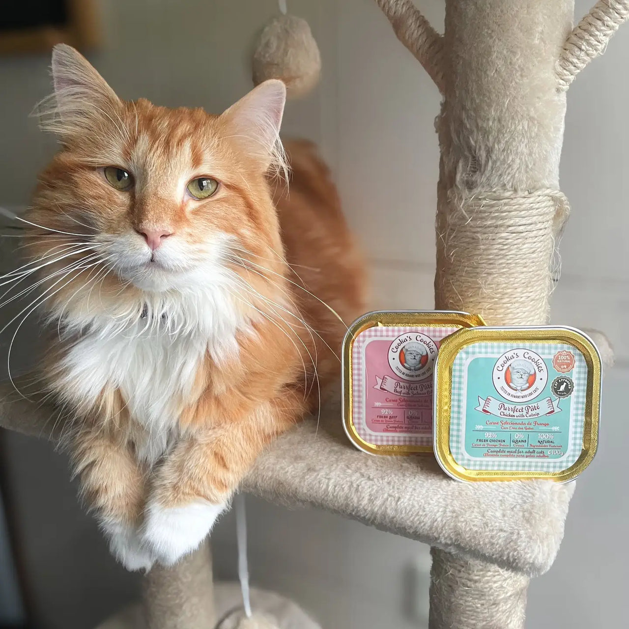 Nourriture humide pour chat