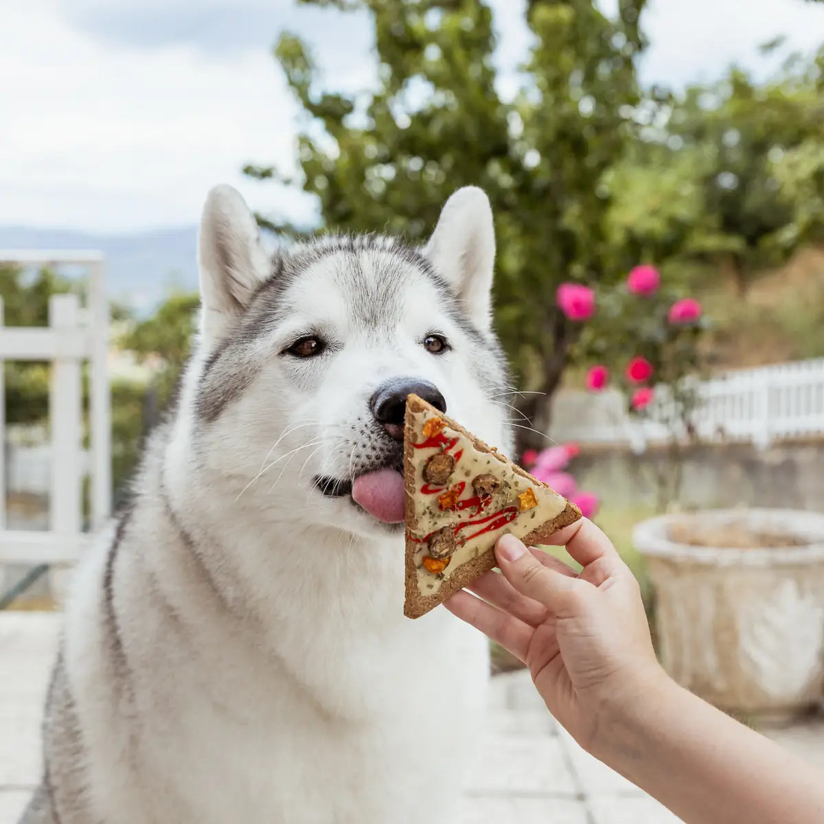 Pizza Doggie