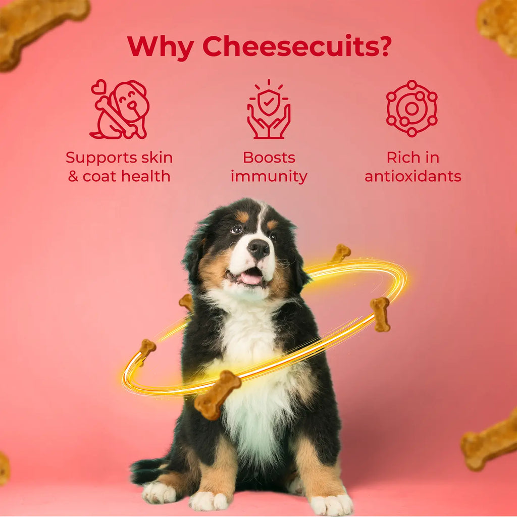 Cheesecuits, Biscuits au fromage pour chiens avec pomme 🧀🍎