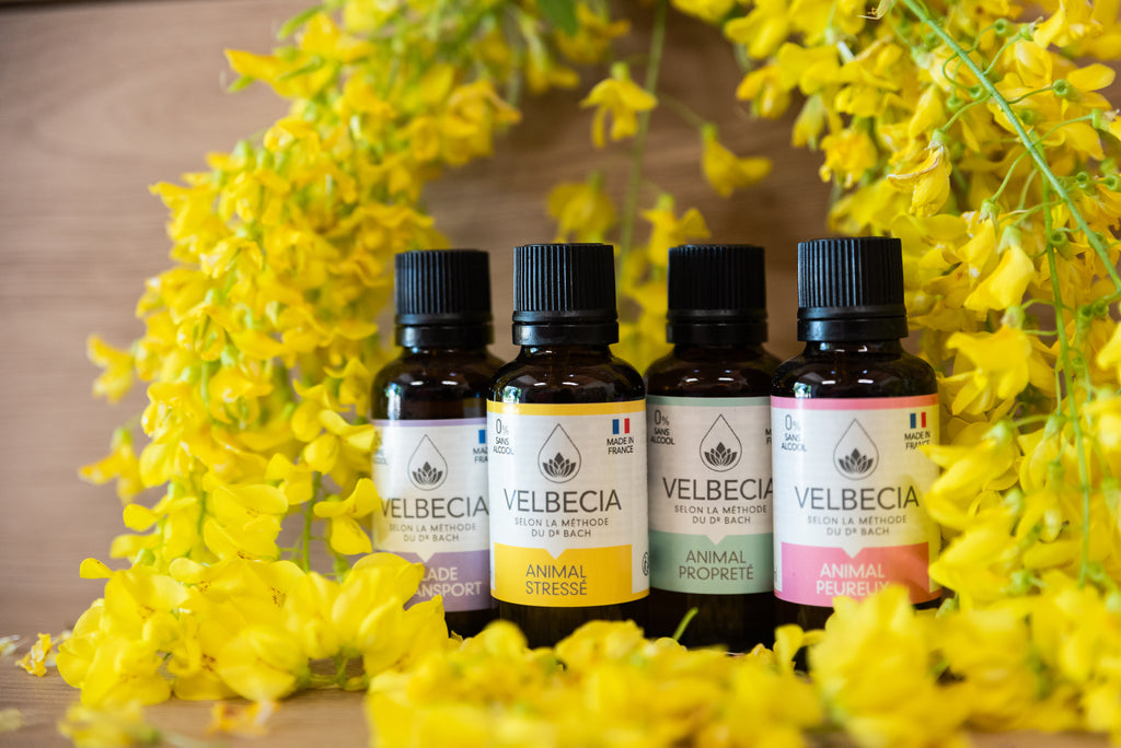 Fleurs de Bach pour Animal Stressé