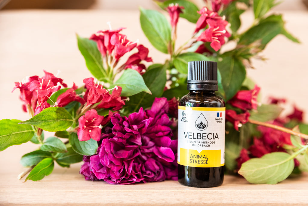 Fleurs de Bach pour Animal Stressé