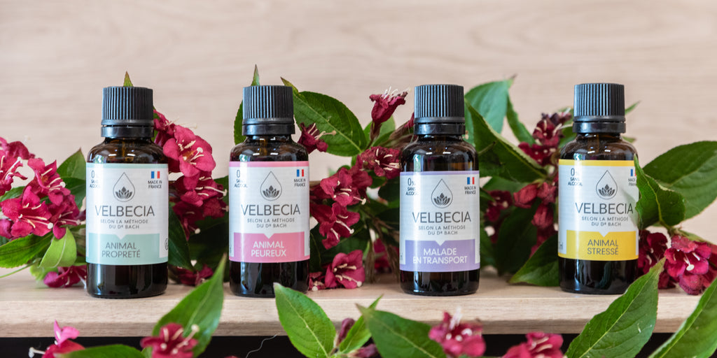 Fleurs de Bach pour Animal Stressé