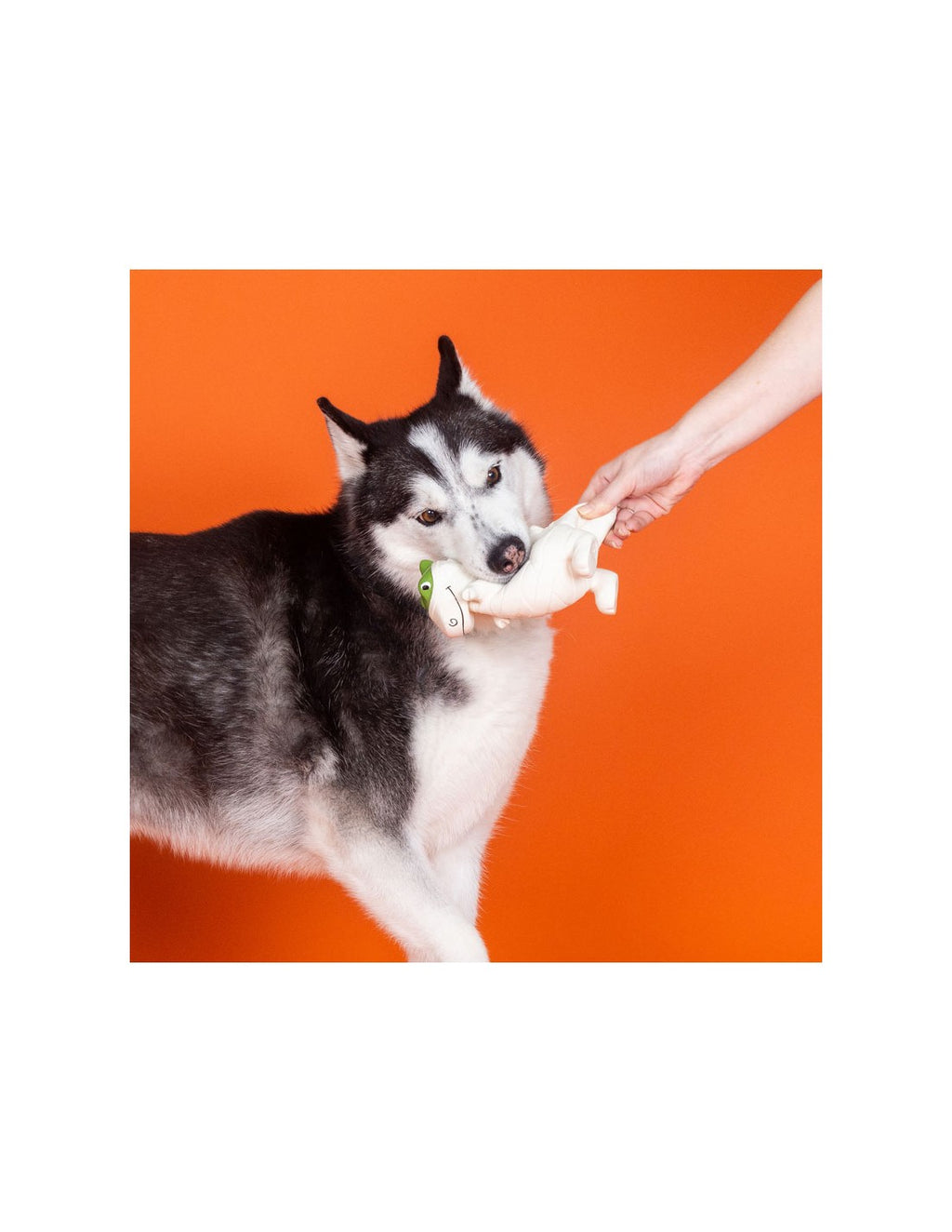 Jouet en Latex "Dinosaure momie" pour Chiens