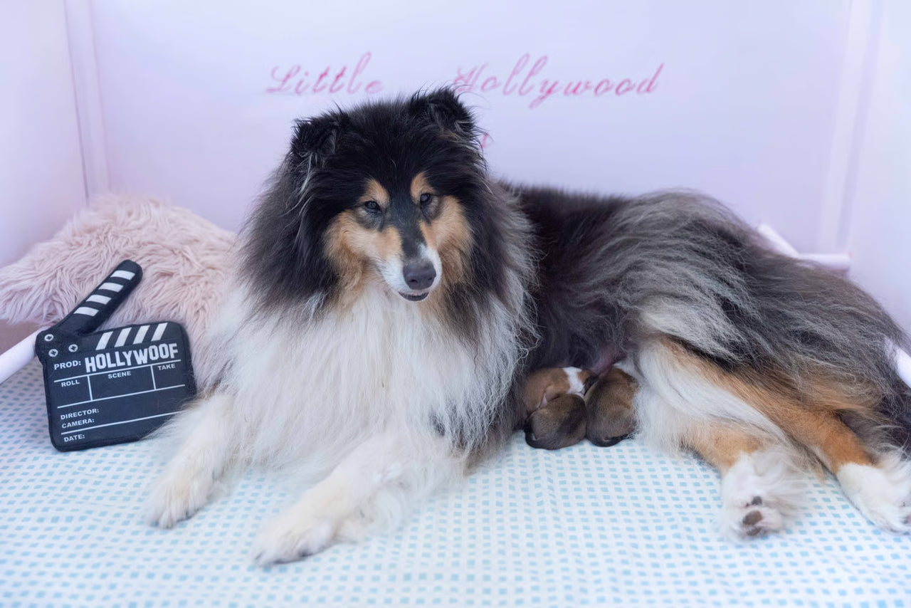 Jouet Peluche "Claquette Hollywood" pour Chiens