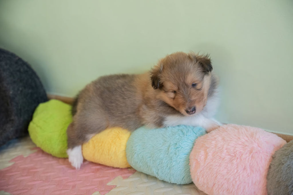 Jouet Peluche "Chenille Arc-en-Ciel" pour Chiens