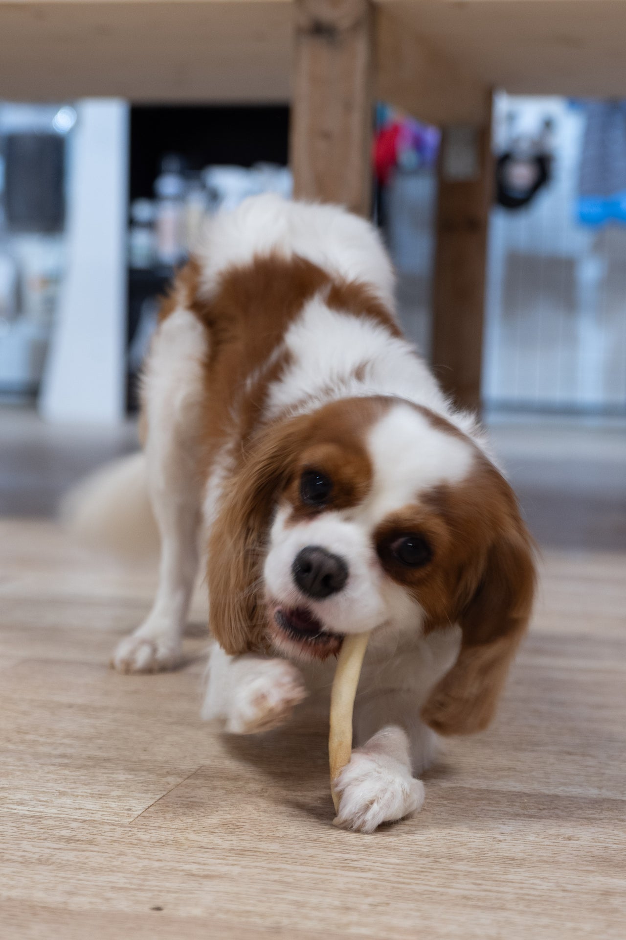 Queue de bœuf (Petite taille)