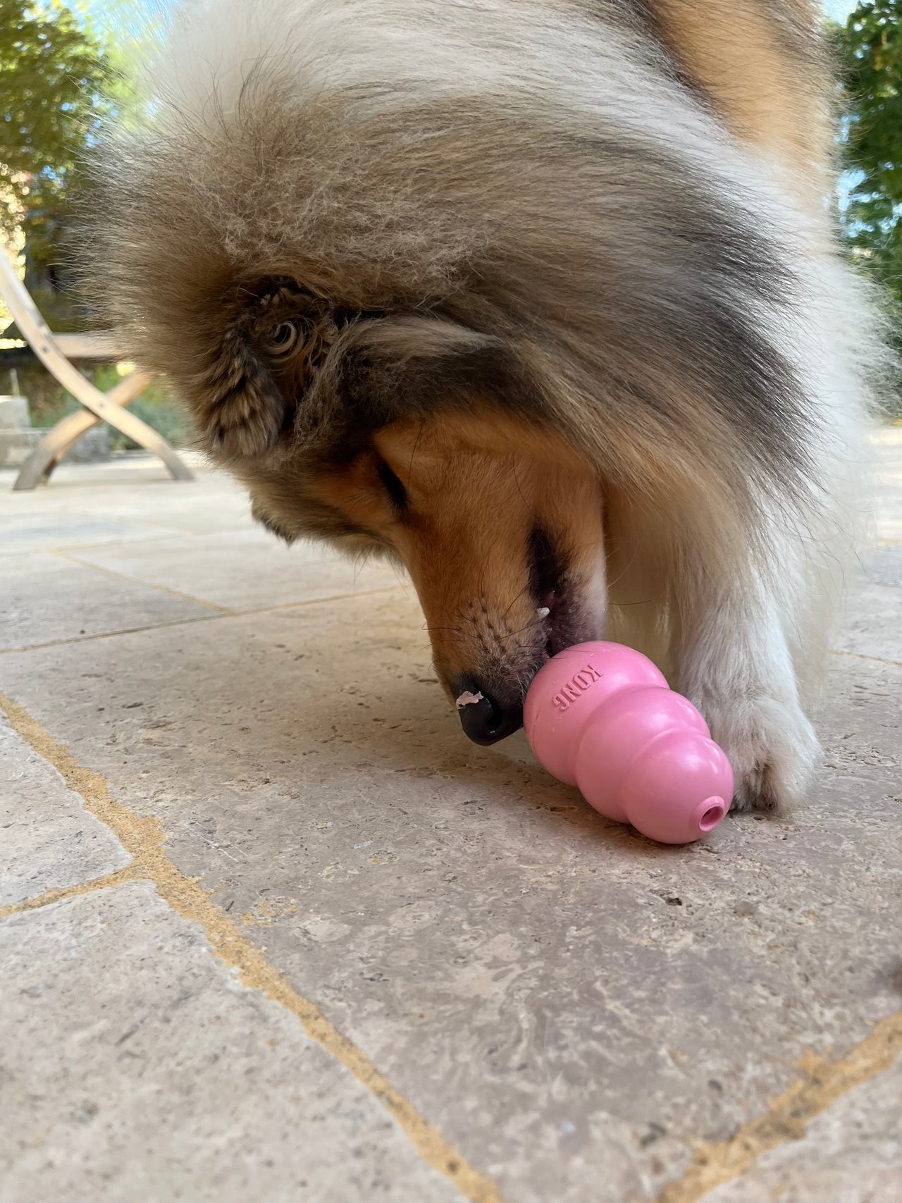 KONG Puppy