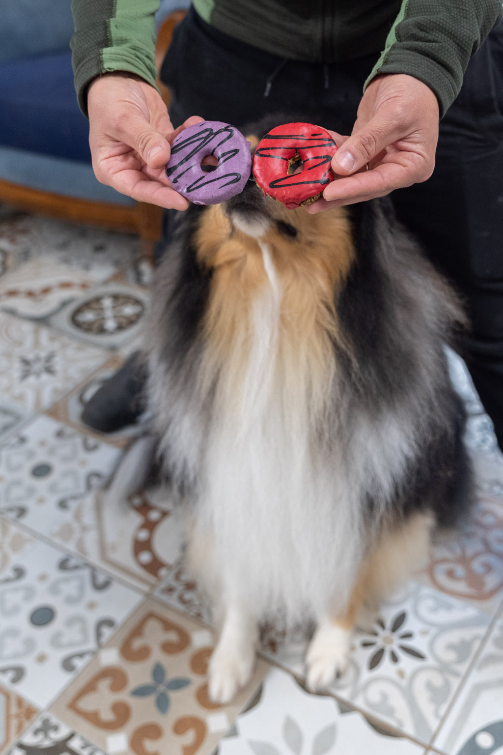 Donuts aux vampires - Friandises d'Halloween pour chiens