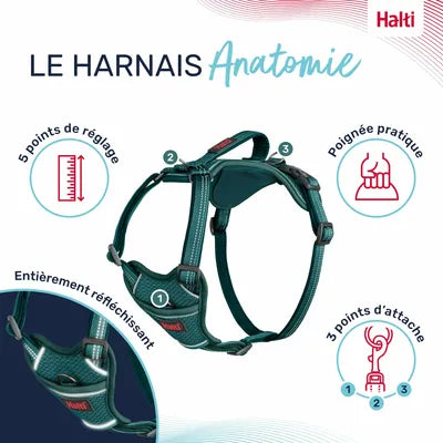 Harnais Anatomy Halty