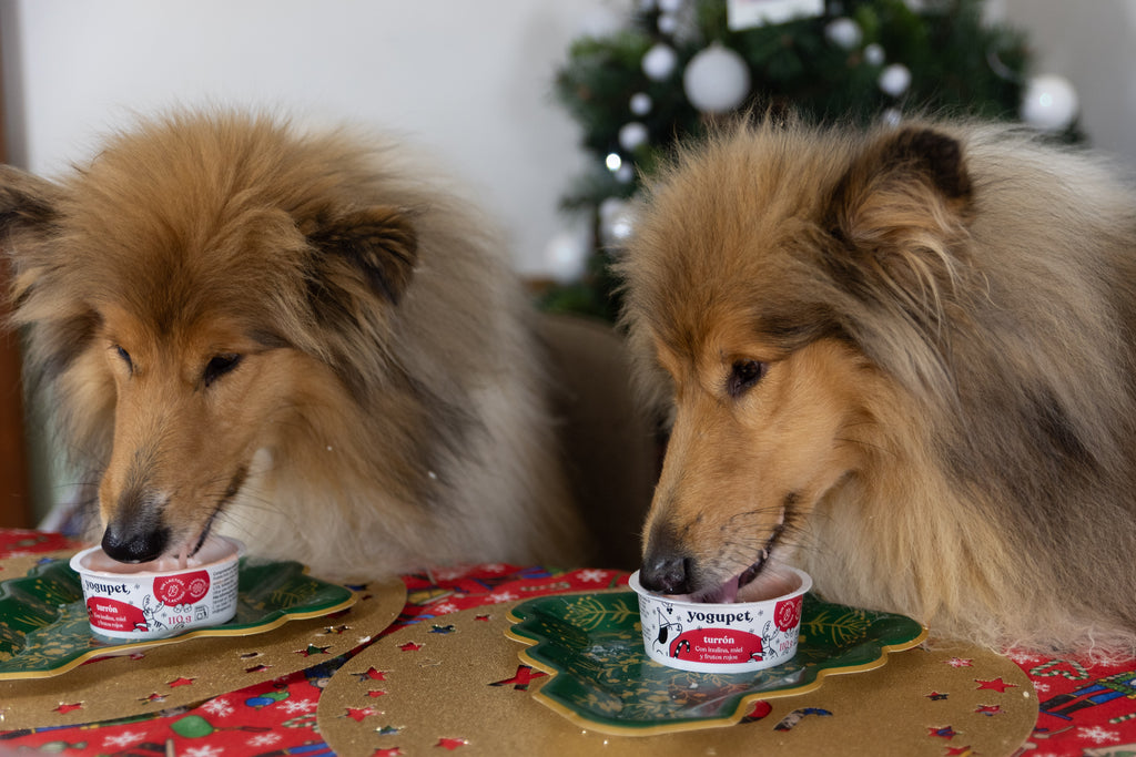 Yogupet édition Nöel 🎄🎅🏻